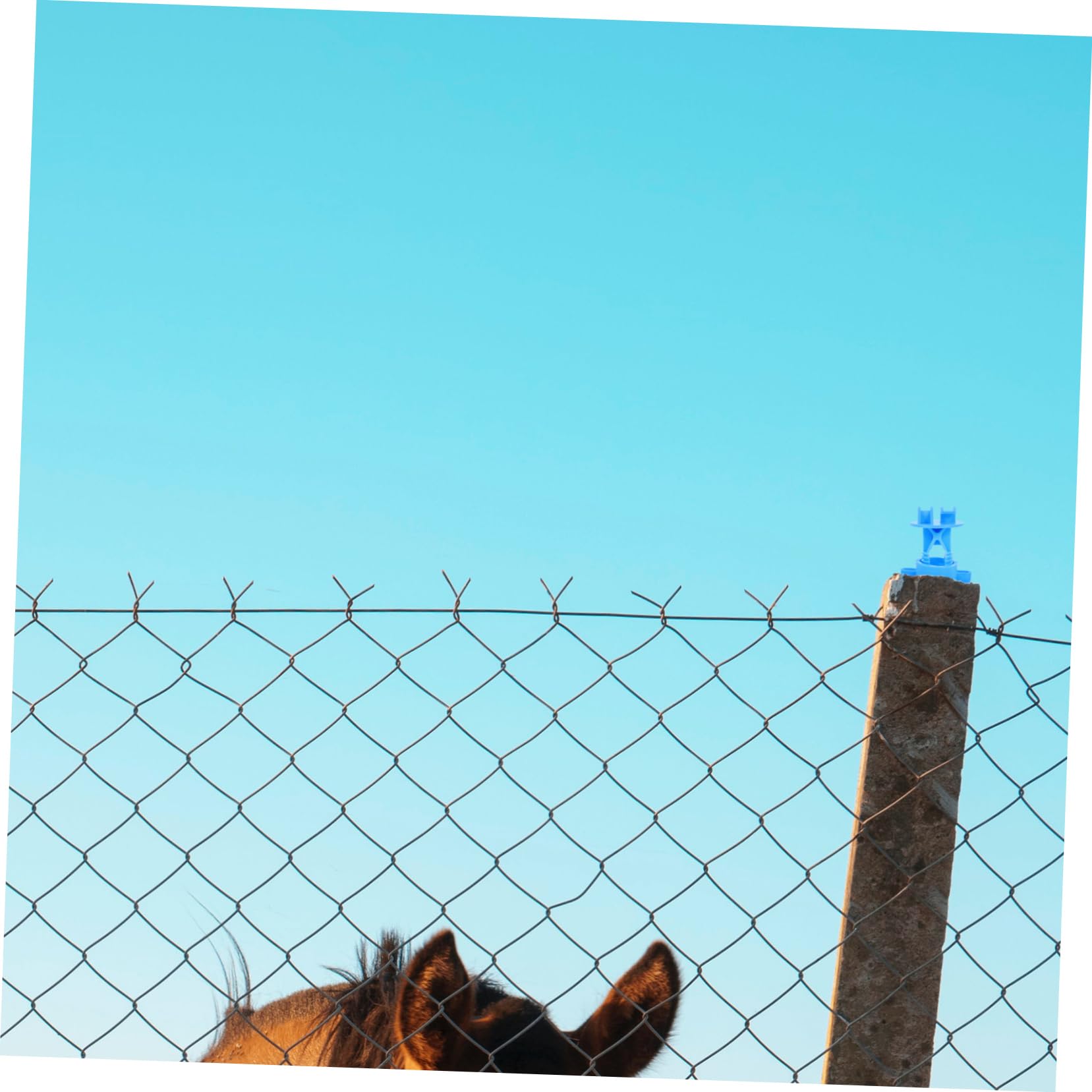 Sosoport 50pezzi Isolatori Per Filo Ad Anello Resistenti e Isolanti Per Recinzioni Agricole Impermeabili e Antiusura Per Recinto Con Paletti Accessori Essenziali Per Sicur
