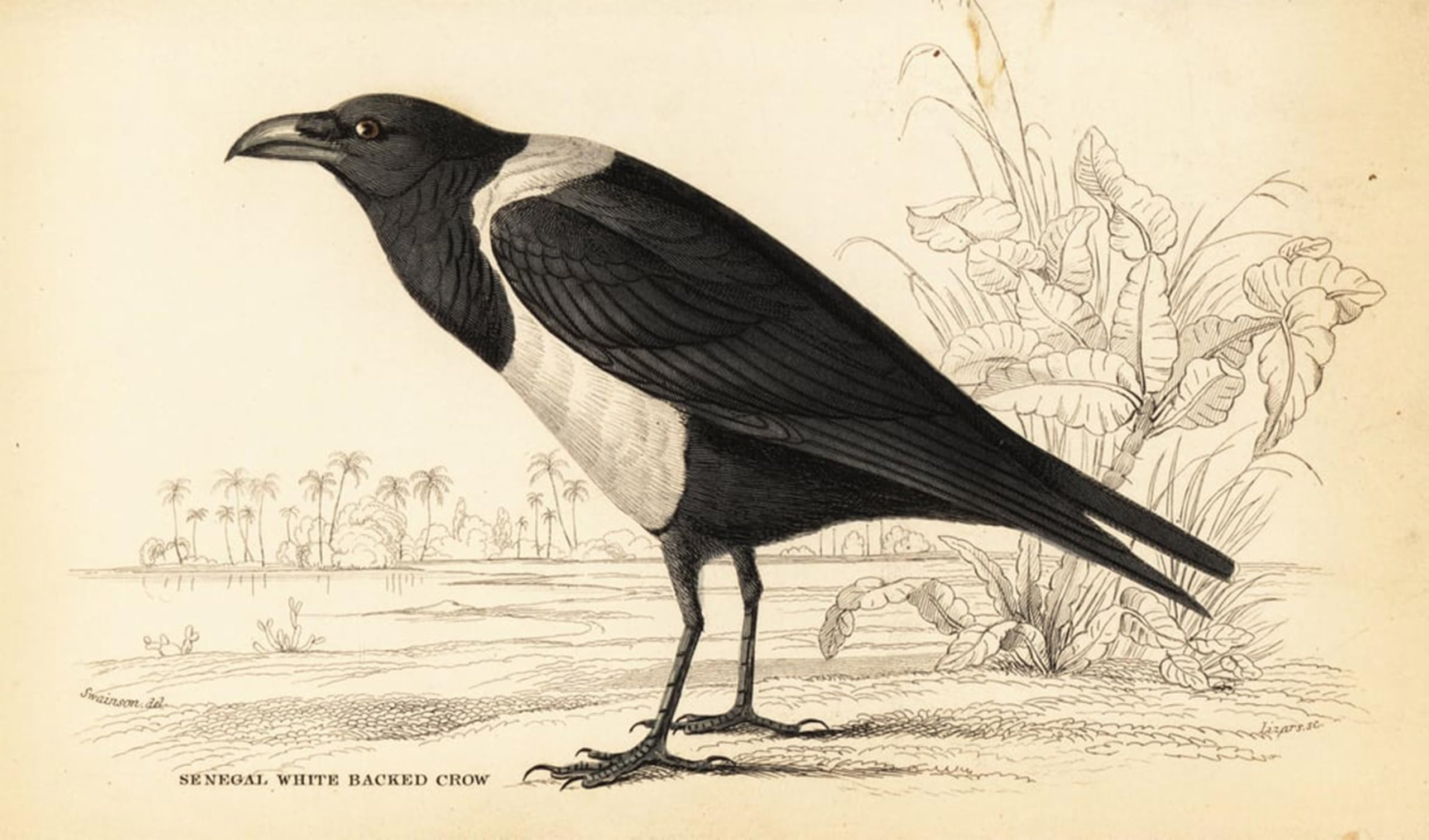 POSTERIIk Vintage Art Print Images Pictures Print Pied Crow by William Home Lizars Modern Colour Posters for Office Home Decor 60x90cm
