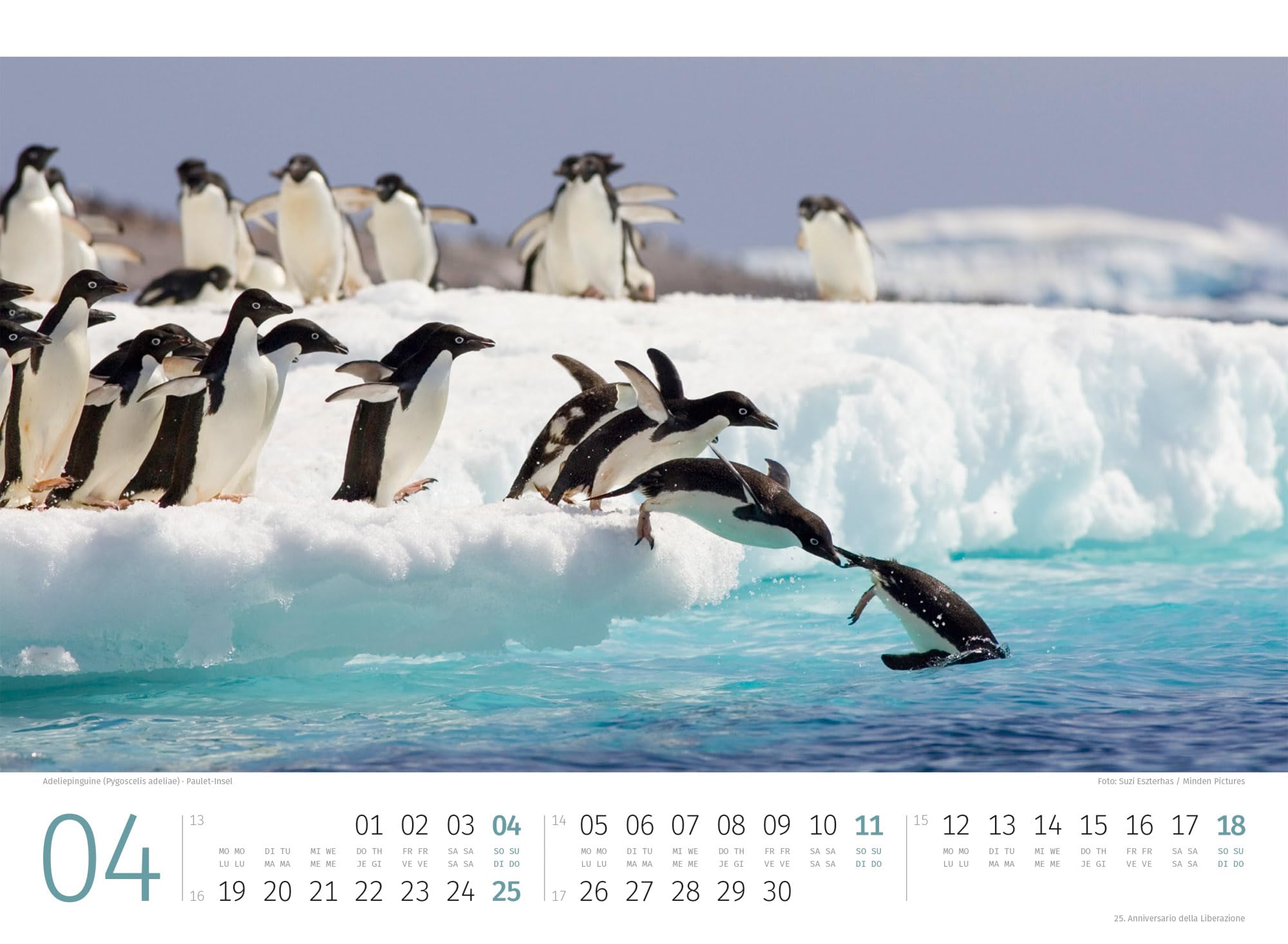 Pinguine Kalender 2027: Hochwertiger Vogel-Kalender im Querformat (45x33 cm) | Tiere in der Antarktis