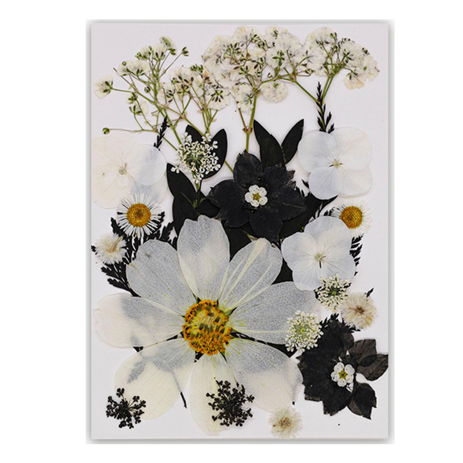 Tfaoys Type F Black Embossed Book Reading Features Real Specimens Dry Flower For Nature Lover And Book Enthusiasts Reading