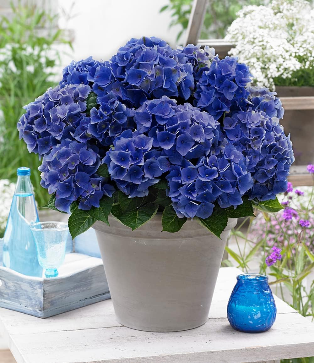 BALDUR Garten FreilandHortensie "Blue Boogie Woogie®" im 2Liter Topf