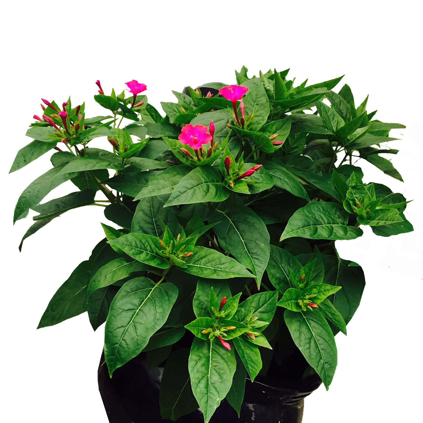Go4plants 4 O’Clock Mirabilis Jalapa Beauty of The Night Live Plant with pot (B0B2F1885T) Amazon Price History, Amazon Price Tracker