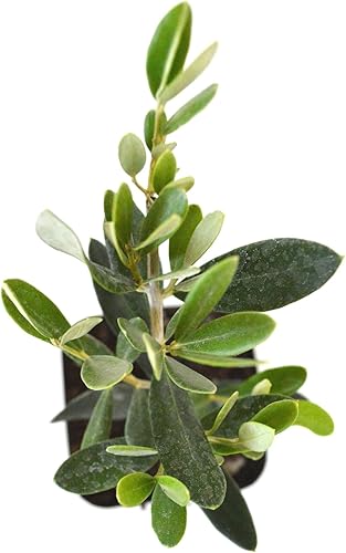 Miniatura 4 de 9GreenBox - olivo - árbol de la paz - Olea europaea - pack de 2