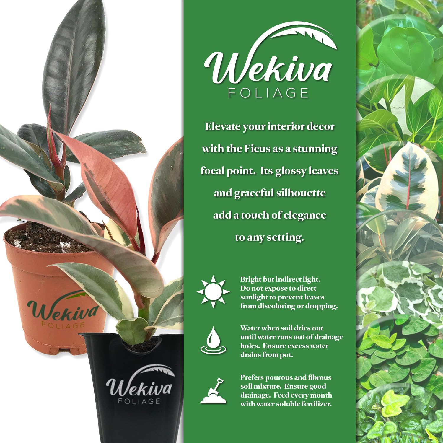 pink pothos plant Satin Pothos | Tropical Trailing Plants & Houseplants for Delivery