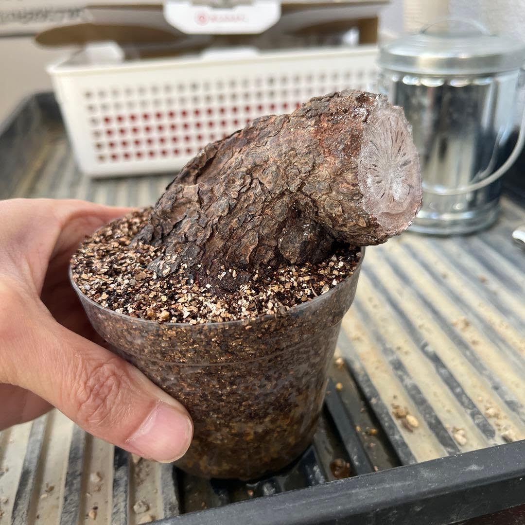 ち パキプス 現地球 パワータンク 根挿し オペルクリカリアパキプス