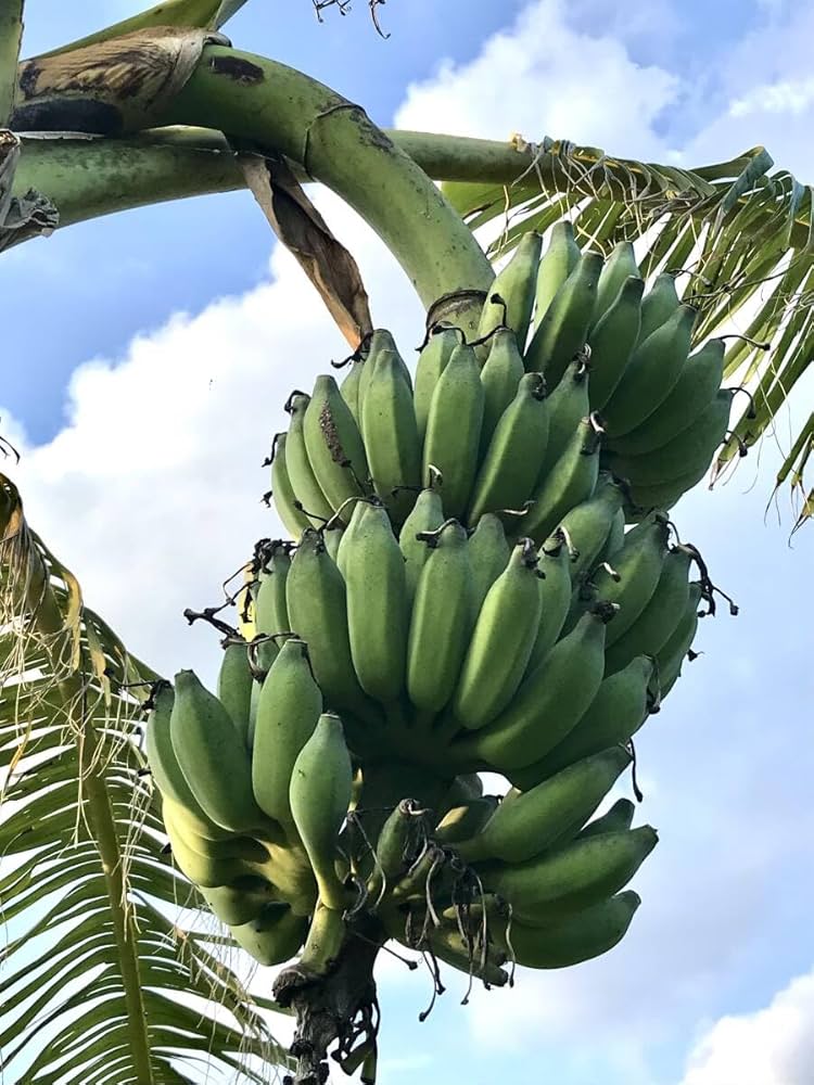 確認用　バナナ苗木 バナナ苗 アップルバナナ苗 （マッサン） : ちたフルーツ