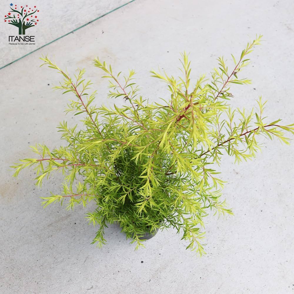 Amazon.co.jp: ITANSE メラレウカ レボリューションゴールド 4号