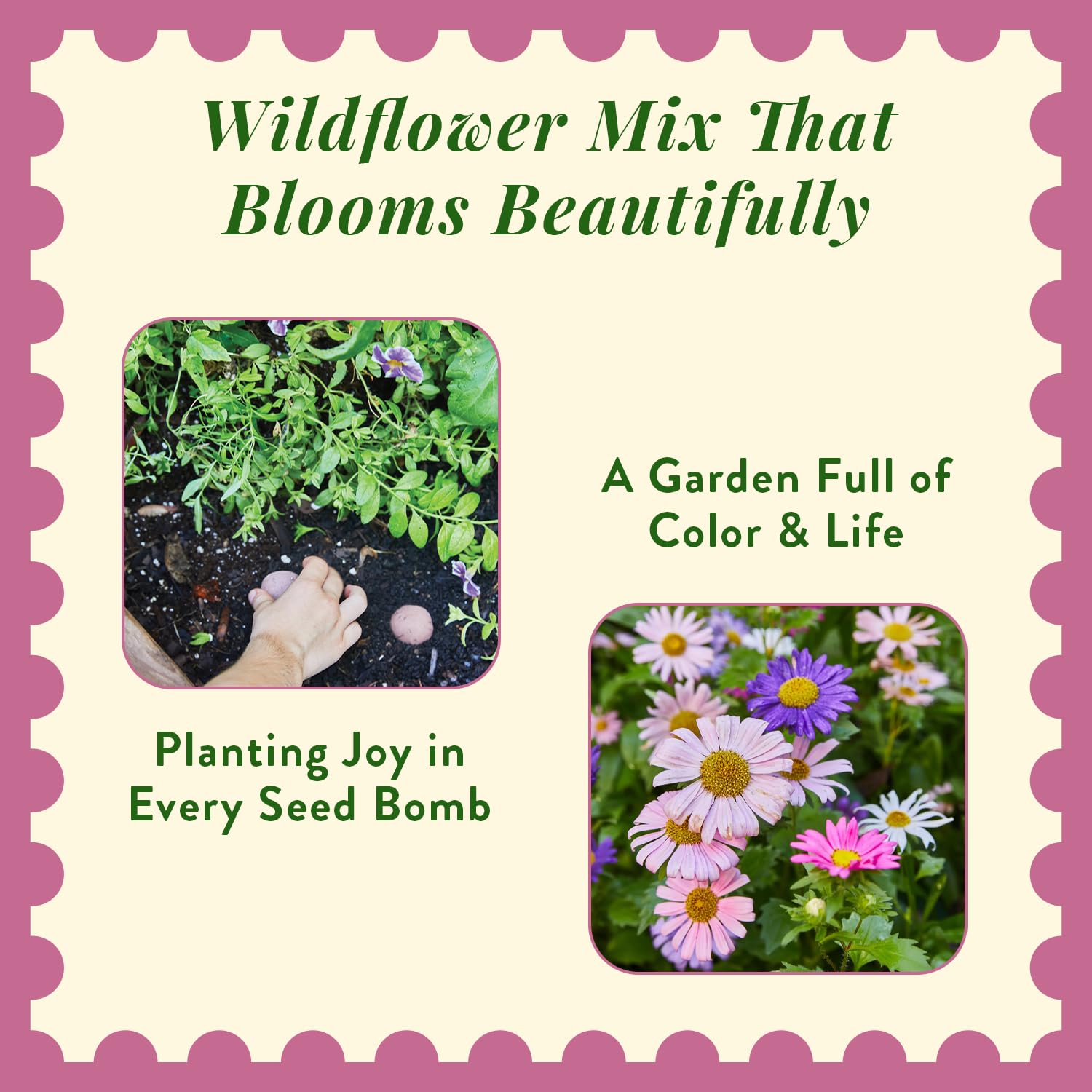 wildflower seed balls Colorful Wildflower Seed Balls