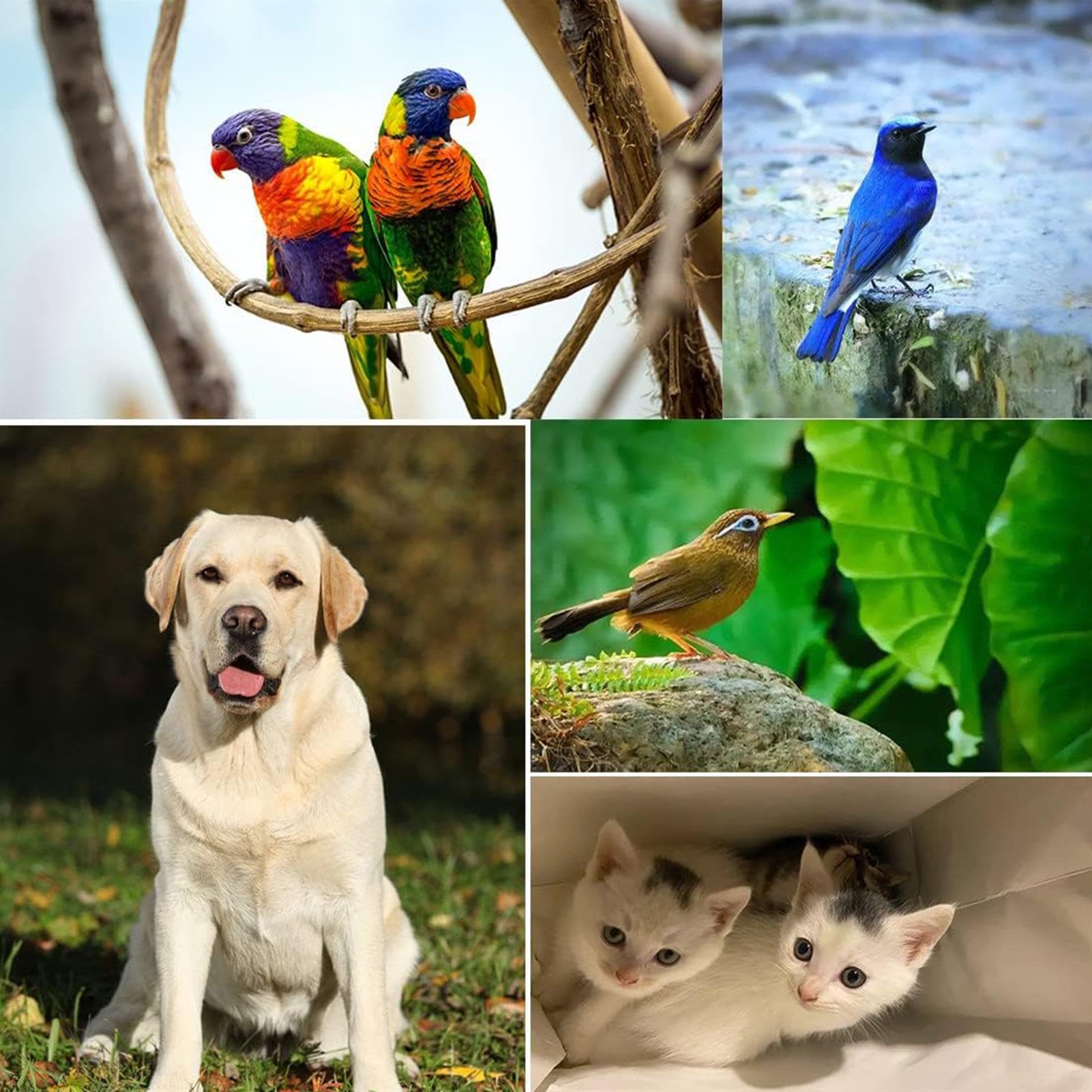 Granulatore di mangime per animali domestici per cani, gatti e conigli - Macchina per pellettatura per mangime per uccelli e esche per pesci - Macchina di pelletizzazione per alimenti per animali