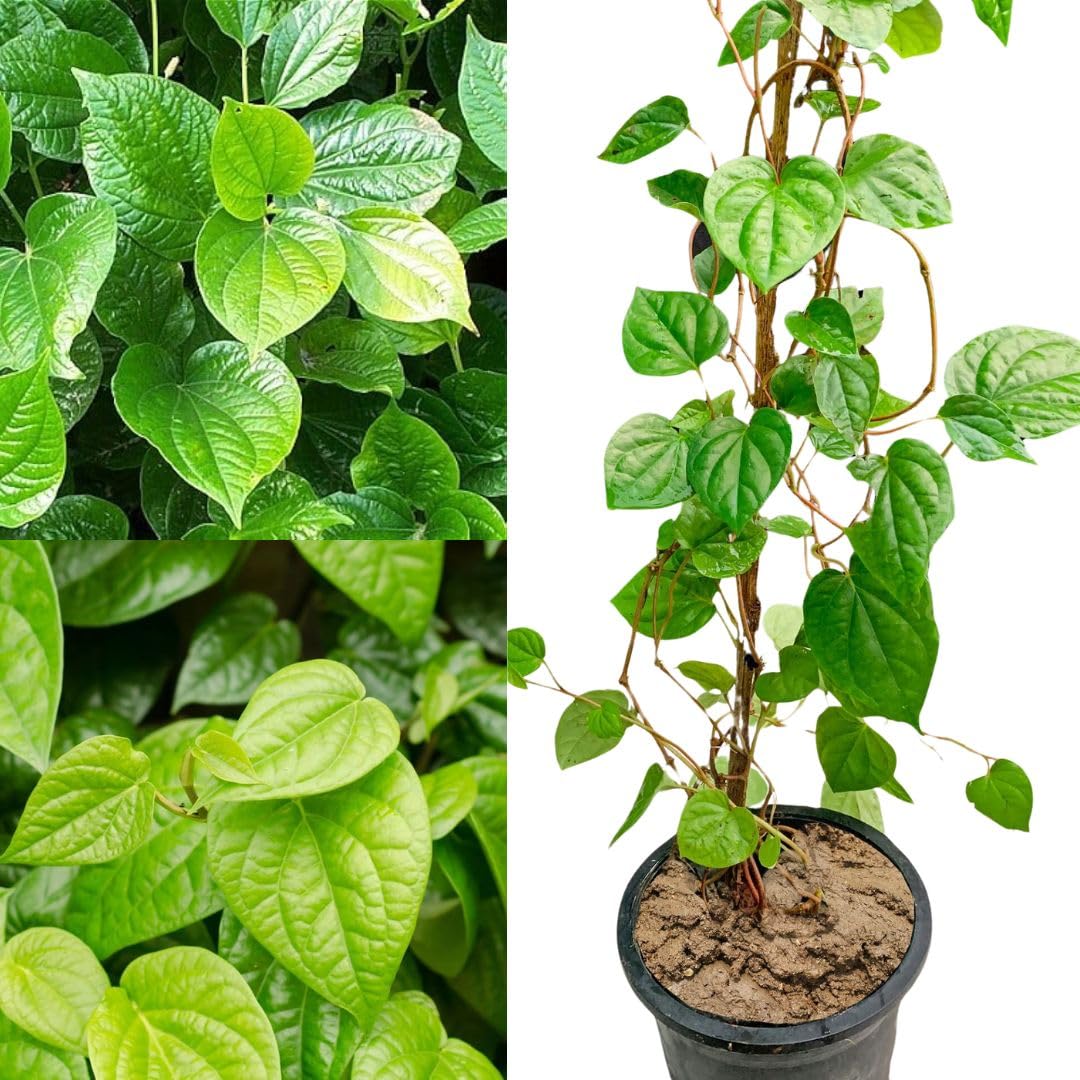 Piper betel plant, big size climber betel leaf paan patta plant 1 live plant
