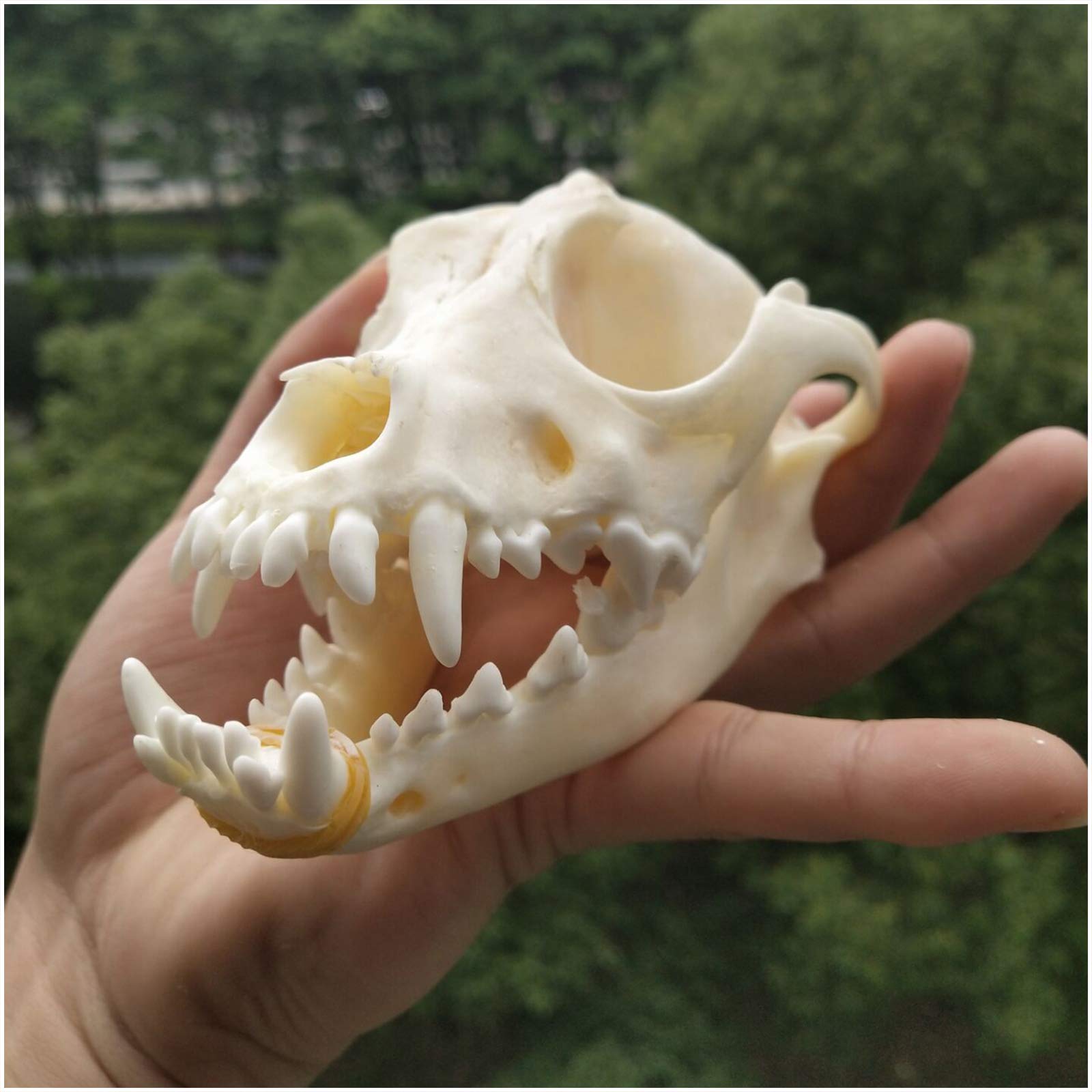 Model Czaszki Psa Do Nauki 1:1 Naturalnej Wielkości Model Czaszki Zwierzęcia Głowa Czaszki Psa - Materiał Pvc - Do Nauki Medycyny Weterynaryjnej, Dekoracji Domu,