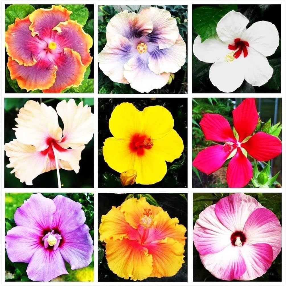 30 Rare Hibiscus Seeds - Non-GMO Heirloom Variety - Orange & Yellow Flowers - Nygardenia
