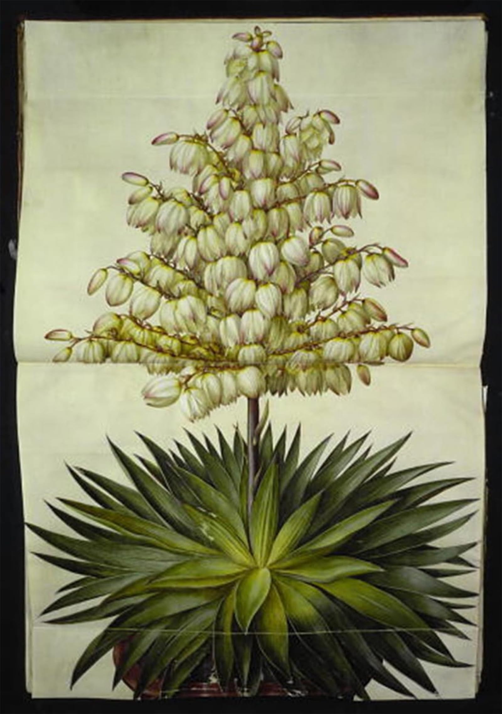 SERENDIPITP Vintage Wall Art Canvas Nordic Poster Canvas Print Picture Yucca Gloriosa by Hans Simon Holtzbecker Wall Art Poster for Home Decor 60x90cm