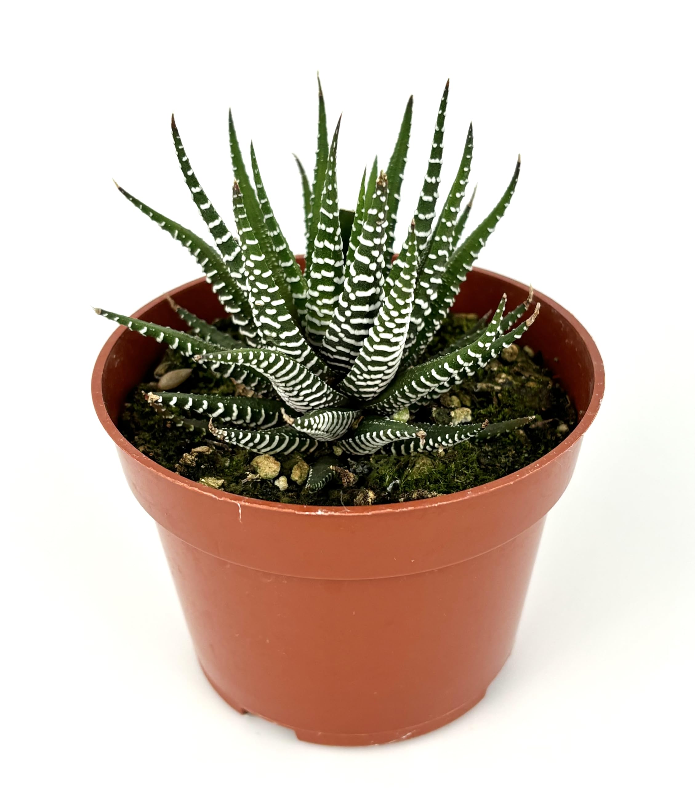 Haworthia Zebra Easy Care Succulents, 4" Pot