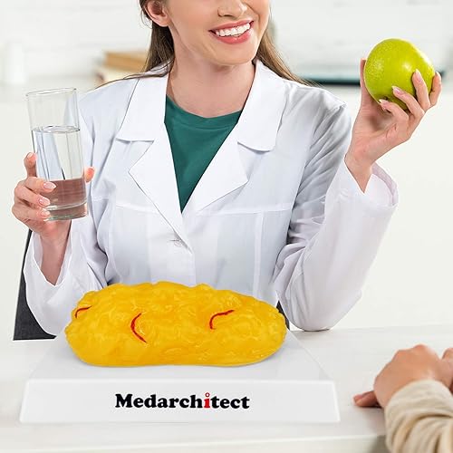 Miniatura 6 de Auténtica réplica de grasa corporal humana con venas rojas, 1 libra, motivación y recordatorio para mantenerse en forma y pérdida de peso, modelo de