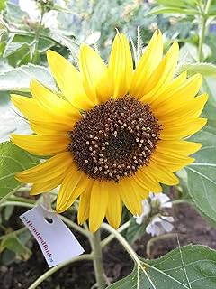 Hundredfold Dwarf Sunflower 25 Seeds for Planting - Helianthus annuus Single-stem, Mini Sunflower, Cute Garden Flower, Non-GMO, Container, Patio & Yard, Packed and Shipped in Canada