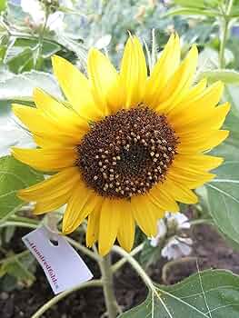 Sunflower's Garden - HUNTER×HUNTER Hunter Valley Sunflowers | NSW Holidays & Accommodation