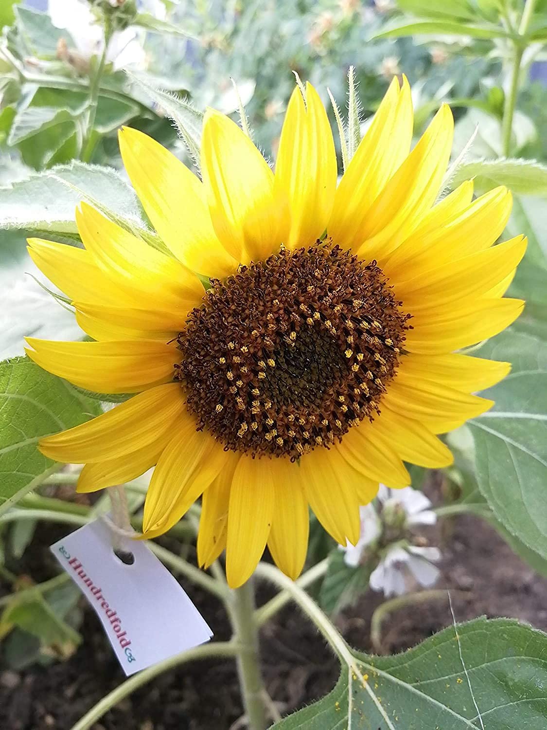 Hundredfold Dwarf Sunflower 25 Seeds for Planting