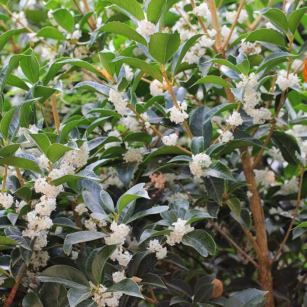 Fragrant Tea Olive Shrub | 1 Extra Large Trade 3 Gallon Plant | Osmanthus Fragrans Blooming Specimen