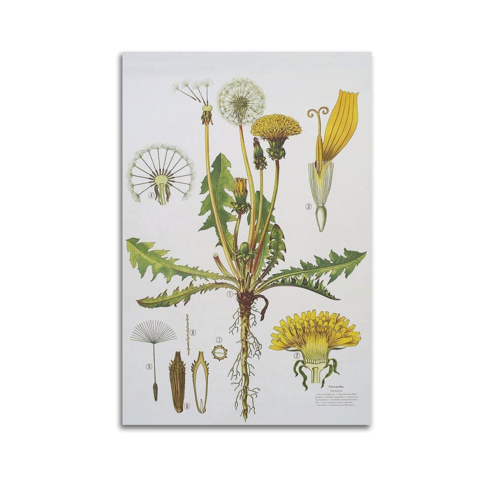 HNPBB Plakat w stylu vintage, ilustracja mniszka lekarskiego, plakat dekoracyjny, płótno, plakat ścienny i druk artystyczny, nowoczesna dekoracja sypialni rodzinnej, plakat, 30 x 45 cm