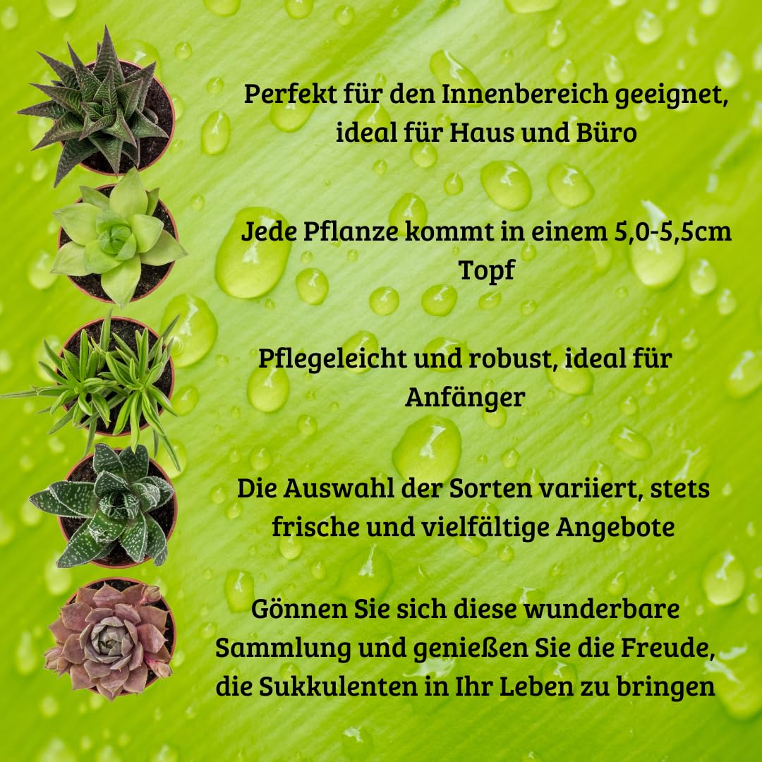 Iflo Fröhliche Vielfalt: Sukkulenten Mix, Sortiment von Mini-Sukkulenten im 5,0-5,5 cm Topf, Bunte Auswahl für Haus und Büro (16)