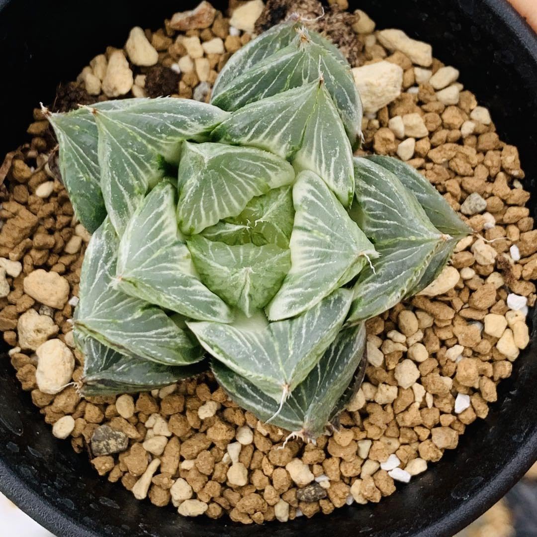 ハオルチア 三仙寿錦 ≧∇≦）多肉植物 ハオルチア 三仙寿錦