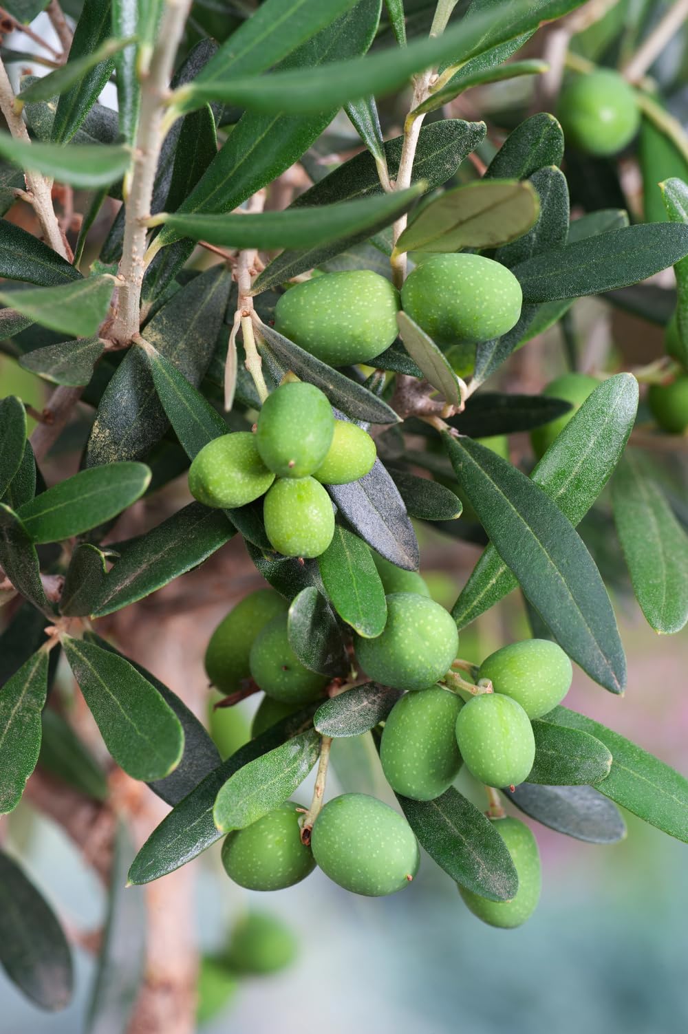 Olea Europaea - Albero di ulivo, misura XL, 80-100 cm, per balcone, terrazza e giardino, vaso da 19 cm (2)