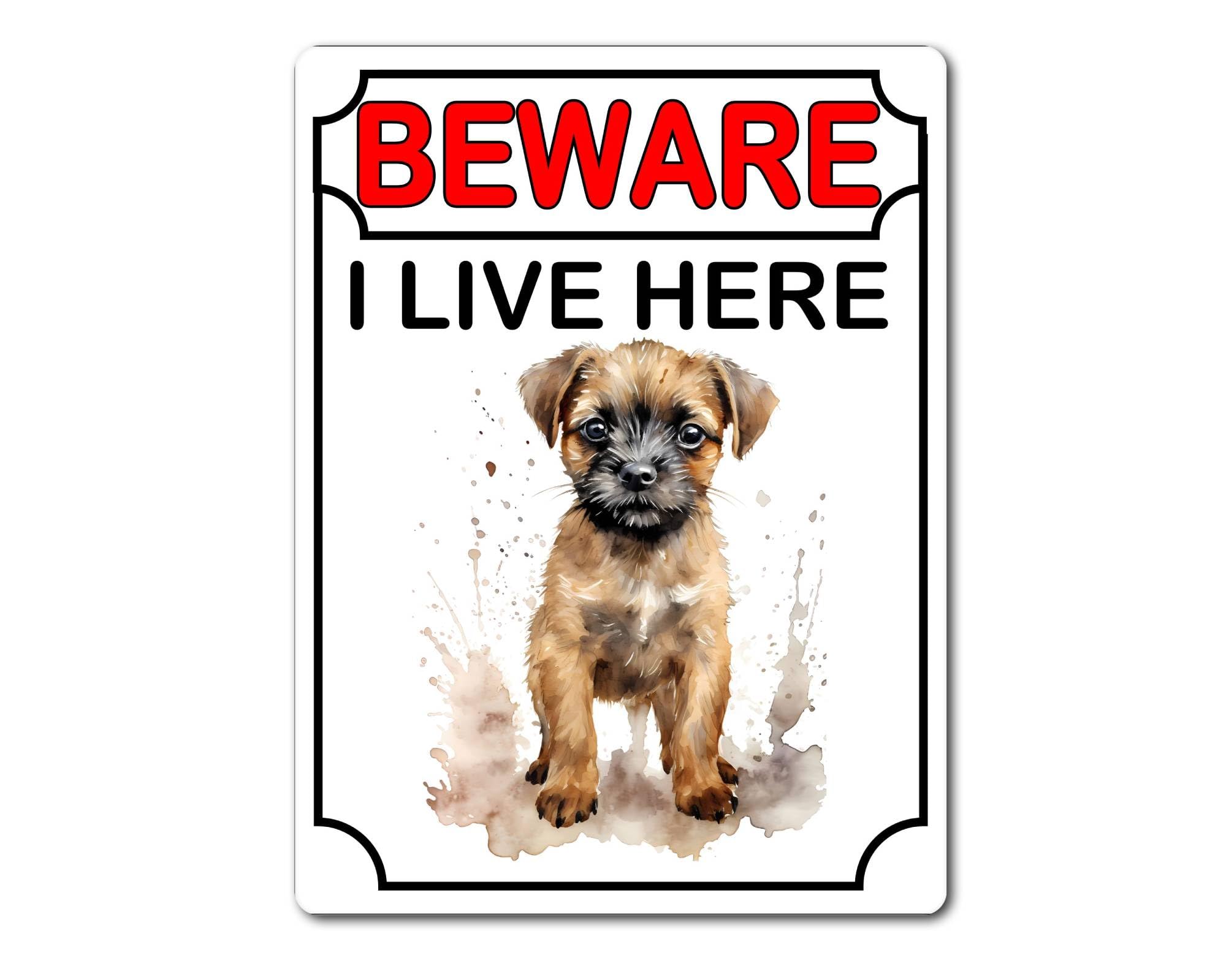 decalarama Border Terrier Metal Sign Gift – Beware I Live Here - Cute Fun Dog Novelty Aluminium Present
