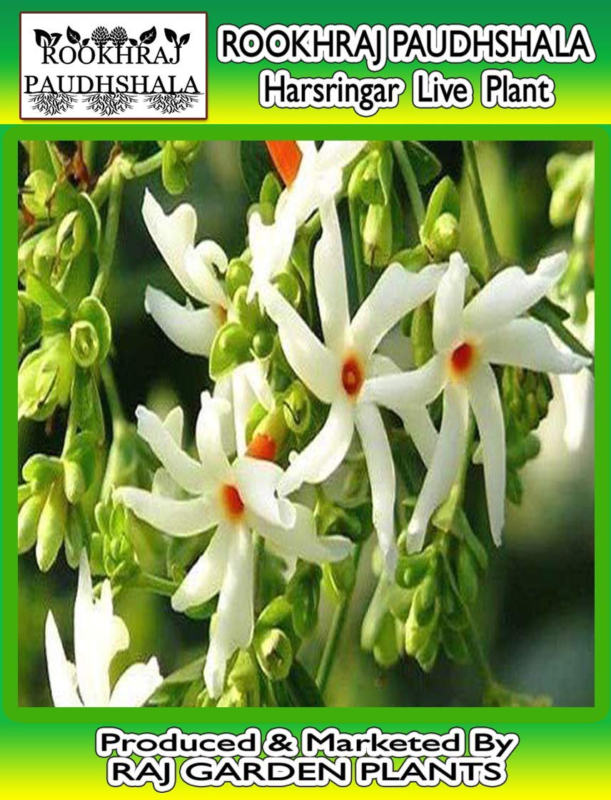 Rookhraj Paudhshala Night Jasmine Harshringar And Parijaat Live Plant Amazon In Garden Outdoors