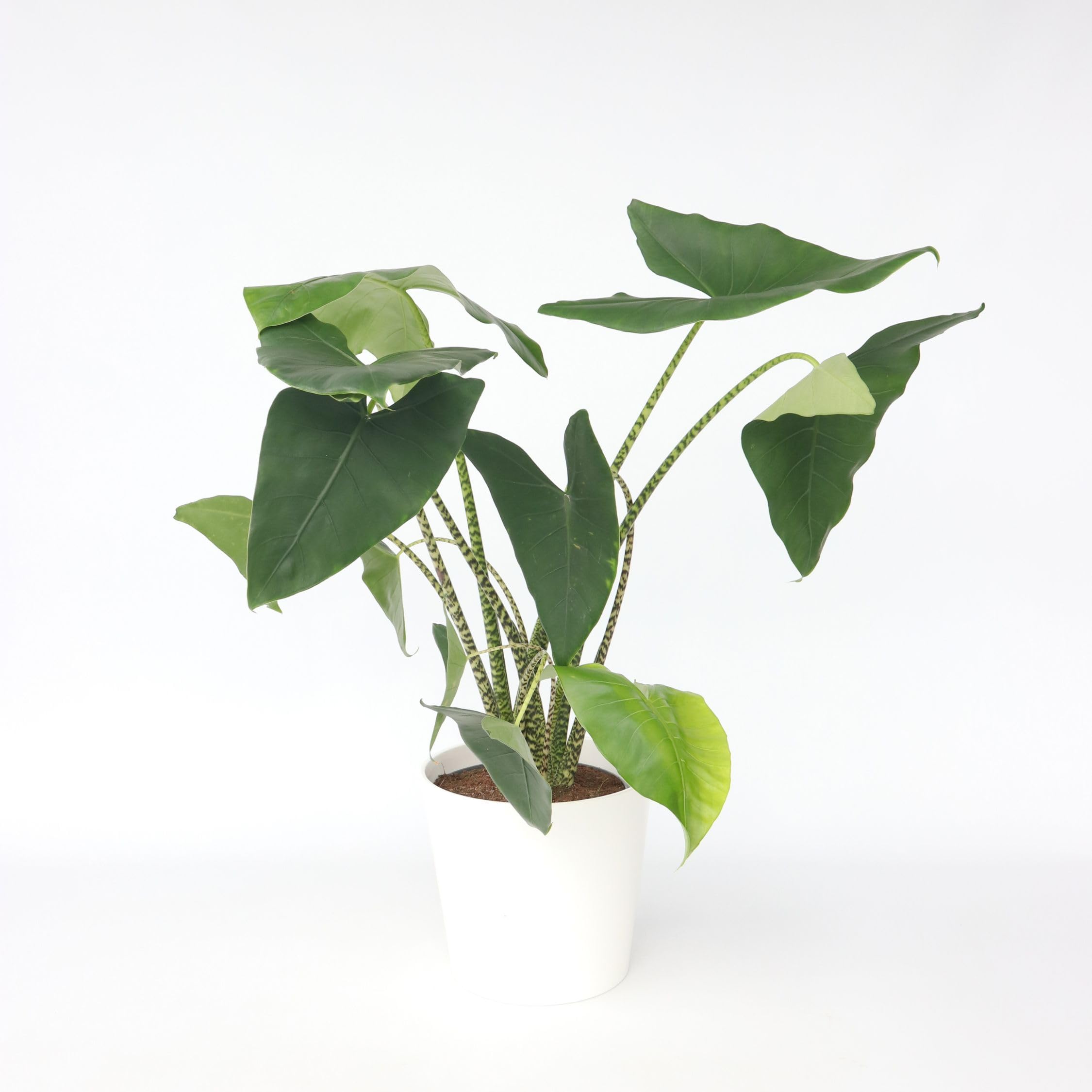 Plant in a Box - Alocasia zebrina - Grse Luftreinigende Zimmerpflanze -  Topf 32cm - Hhe 140-150cm : Amazon.de: Garten