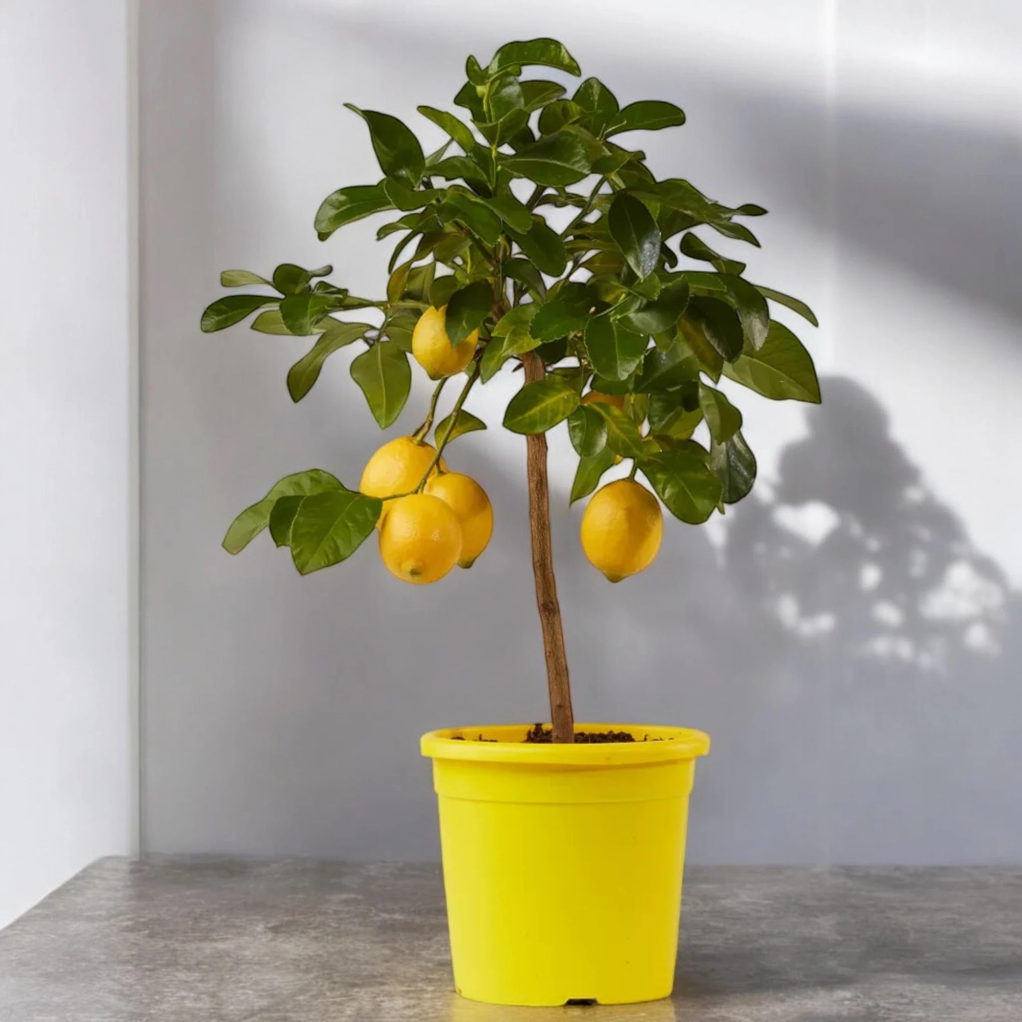Limone Femminello Citrus limon 'Femminello' - Pianta di Agrume da Frutto in Vaso, Altezza 65/70 cm, per Terrazzo, Balcone e Giardino Mediterraneo