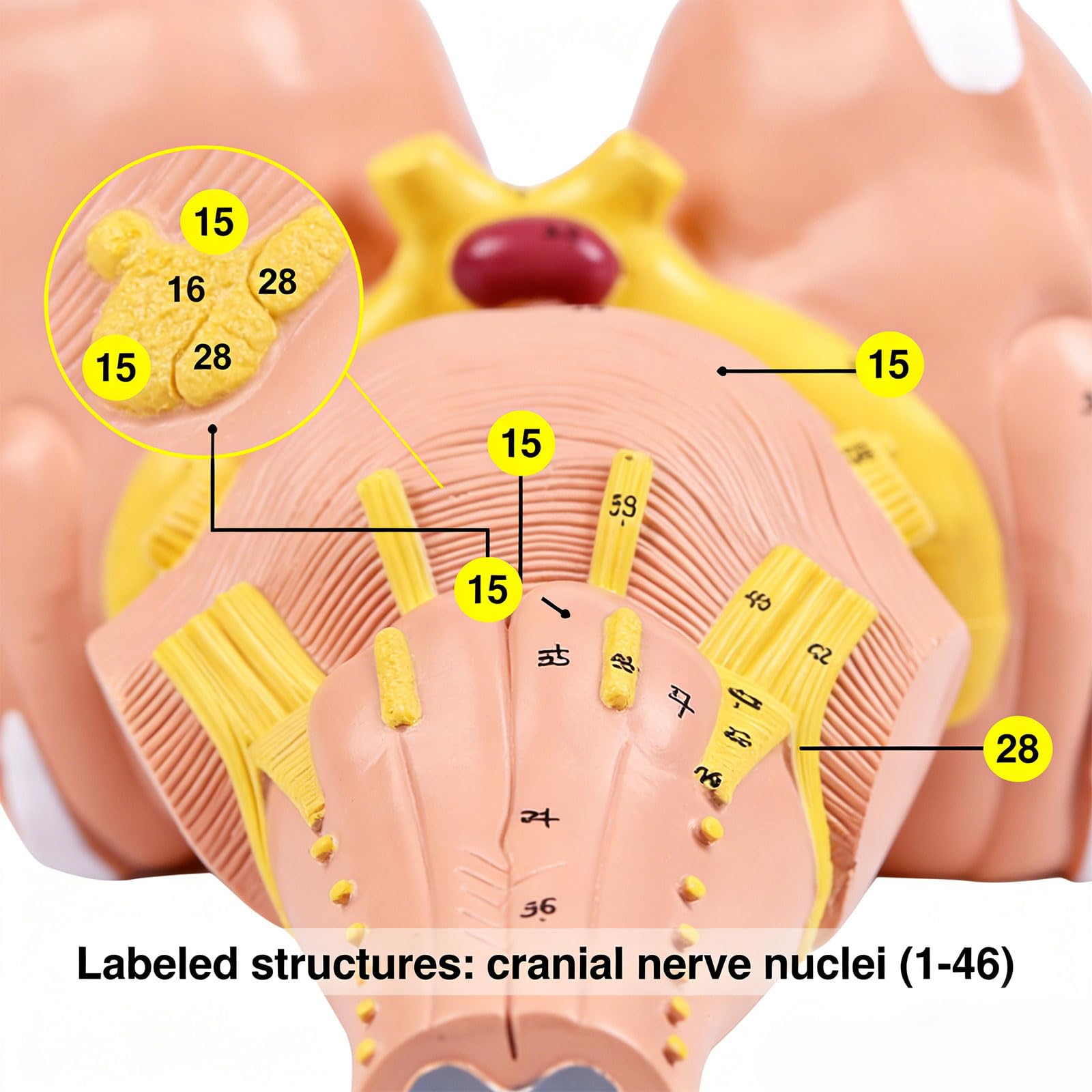 Modello anatomico del tronco cerebrale umano ingrandito 3x per programmi istruzione e formazione medica avanzati Costruzione in PVC Modello anatomico in PVC