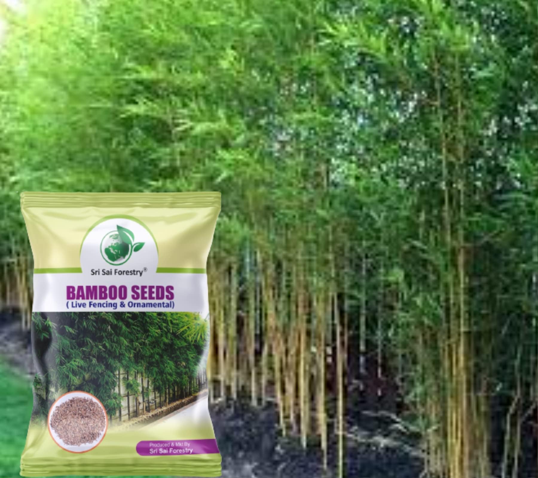 SRI SAI FORESTRY Bamboo Seeds for Planting, Home Garden and Live Fencing, Golden Yellow Bamboo - Pack of 50 to 80 Seed (B0CR14C7R8) Amazon Price History, Amazon Price Tracker