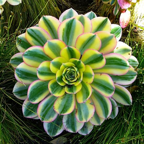 Aeonium Suculents Planta viva, planta de eonio verde amarillo en maceta de 4 piezas