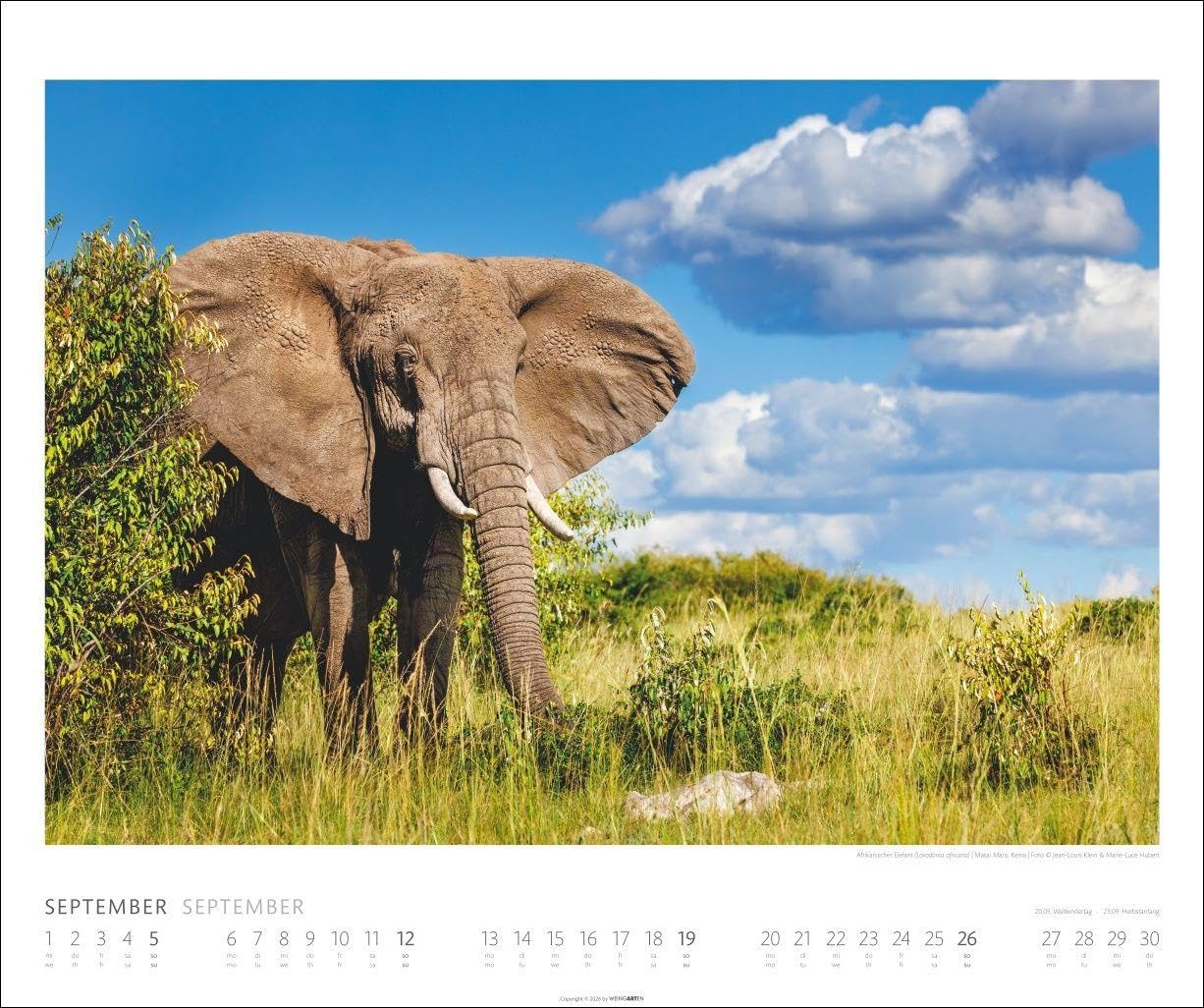 Elefanten Kalender 2027: Die sanften Riesen Afrikas, porträtiert in einem großen Wand-Kalender. Hochwertiger Fotokalender voll beeindruckender Aufnahmen. 55 x 46 cm Querformat