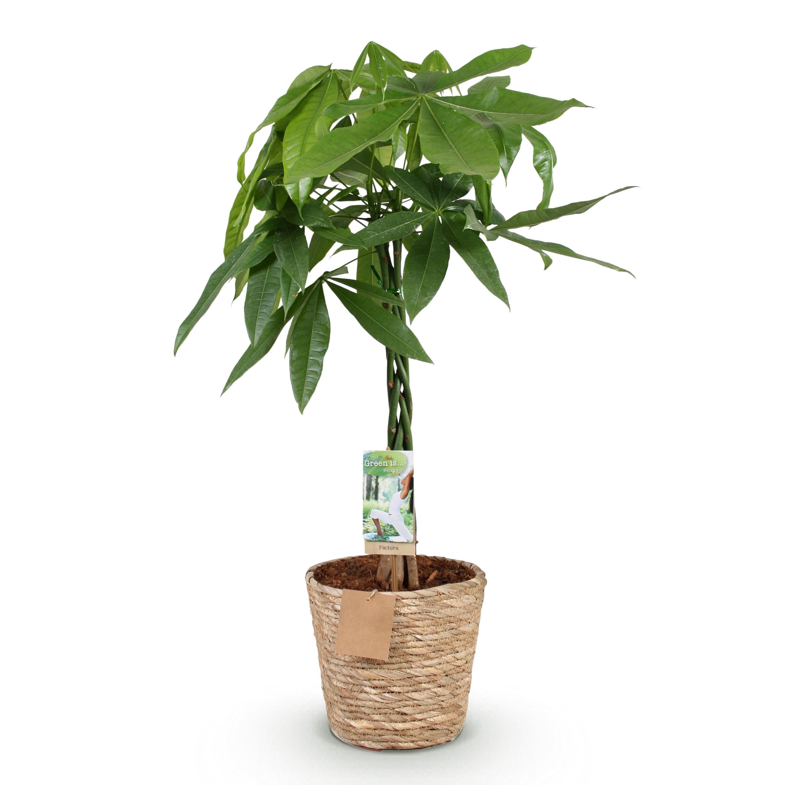 Pachira Aquatica geflochtener Stamm - Geldbaum - Pflegeleicht - mit Korb - Grün - 80-90cm - Ø21cm - Zimmerpflanze - Immergrün