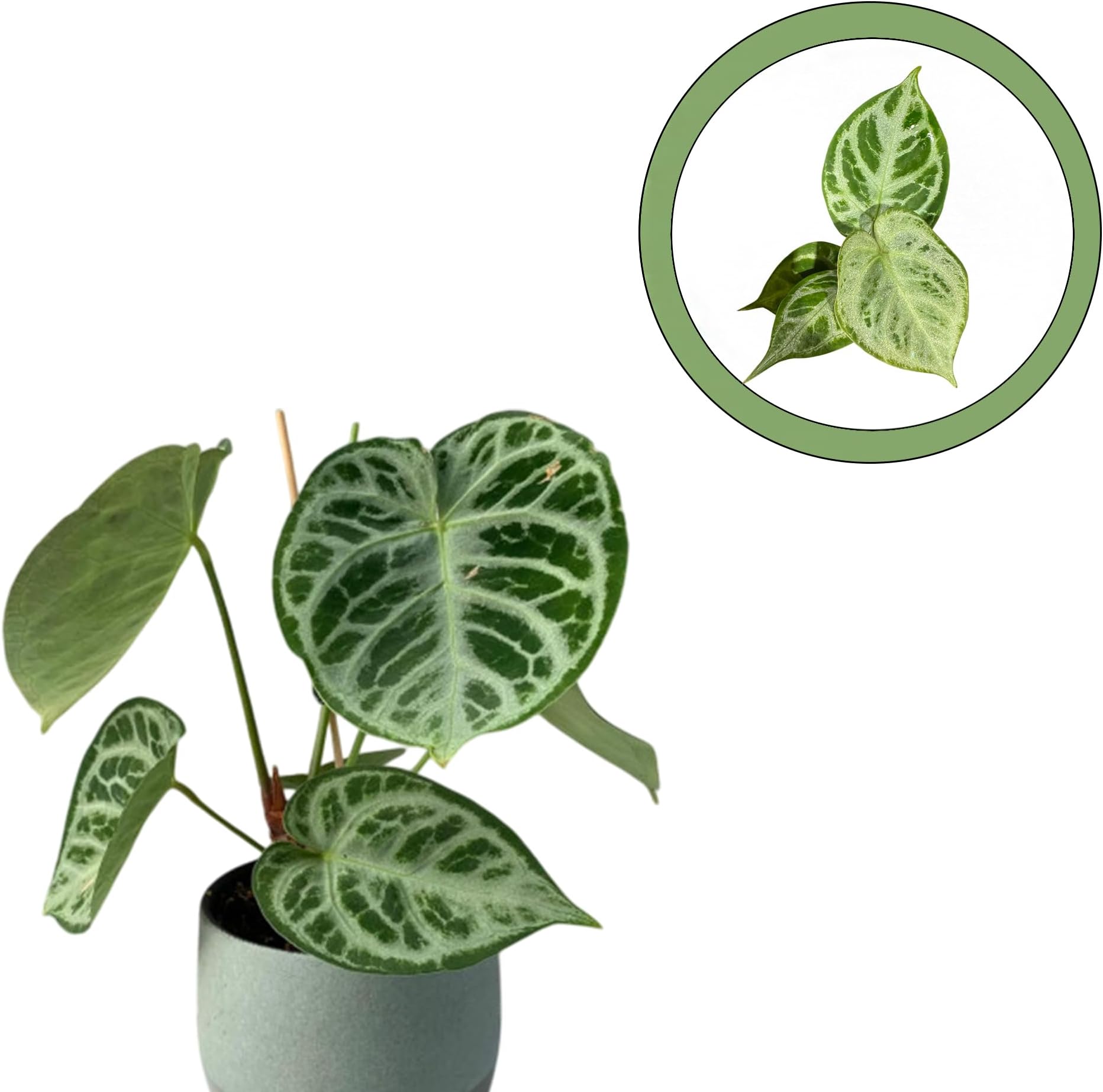 Seed Grown Anthurium Silver Blush x Crystallinum Silver Starter Plant