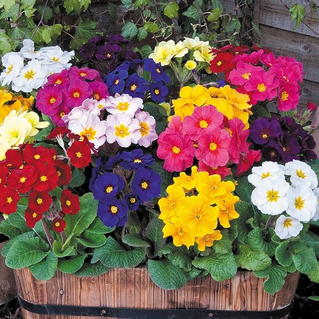 Welldales 50 Giant Polyanthus Seeds Flowering Mix Colossea Perennial Border Pot Plant UK