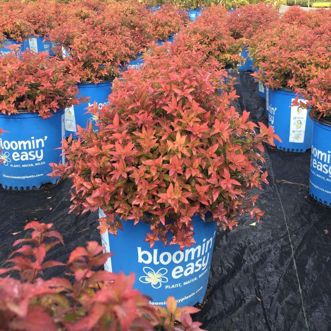 Rainbow Fizz Spirea - 3 gal - Bloomin' Easy - Deciduous Flowering Shrub - Deep Pink Blooms - Multi-Changing Color Foliage - Zones 3-8 - Spiraea Japonica ‘Matgold’ PP28876-3 Gallon Pot