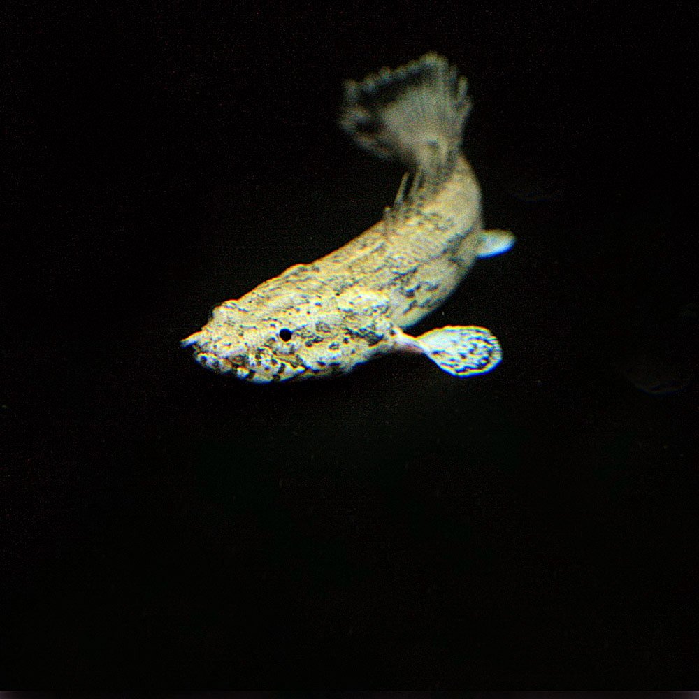 Amazon | (熱帯魚)ポリプテルス エンドリケリー （約6cm)(1匹