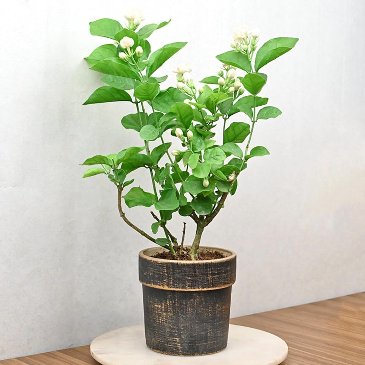 Mphmi Clerodendrum Chinense hazari Mogra Live Plant (B0B5M36XGC) Amazon Price History, Amazon Price Tracker