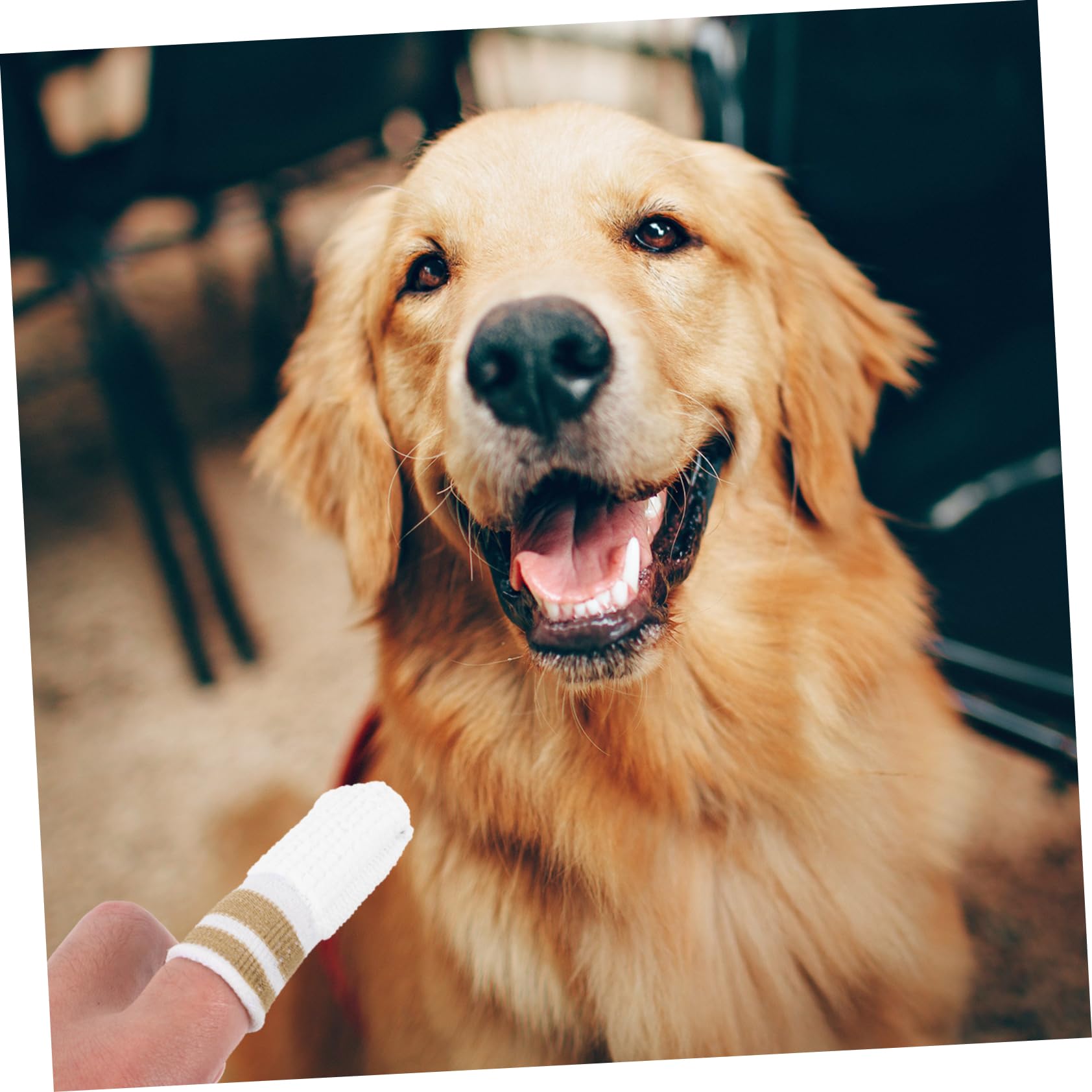 POPETPOP Lot De 5 Brosses À Dents Pour Chats Et Chiens Soins Buccaux Pour Chatons Et Petits Chiens 6 Pièces X 5