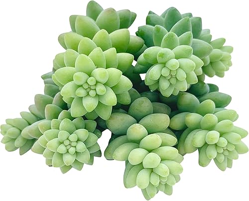 Esquejes de suculentas vivas (3 colas de burro Sedum Morganianum), plantas suculentas vivas, plantas suculentas sin raíces, plantas de interior