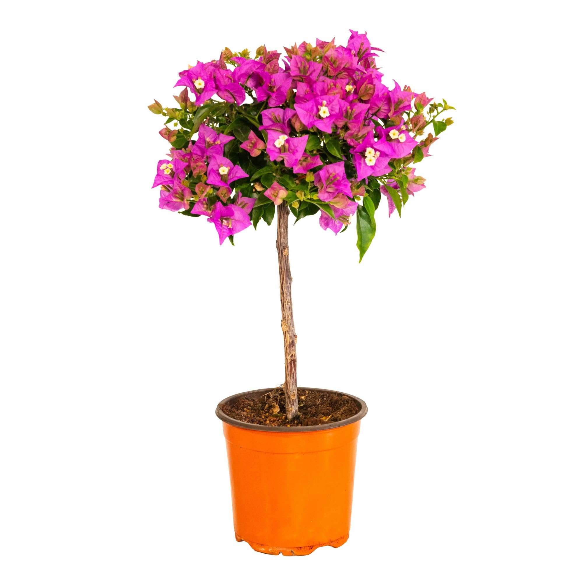 Bougainvillea (Alberello Viola/Fucsia, Vaso 17, h 50 cm)