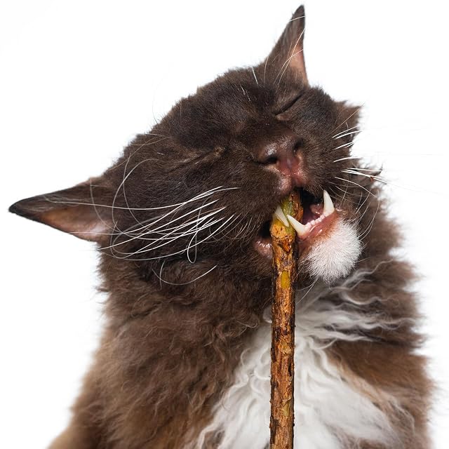 Foto 6 de 7 de Aidiyapet Masticar Palos Gato, Palitos de Hierba Gatera Matatabi Catnip Juguetes Hierba Gatera para Gatos…