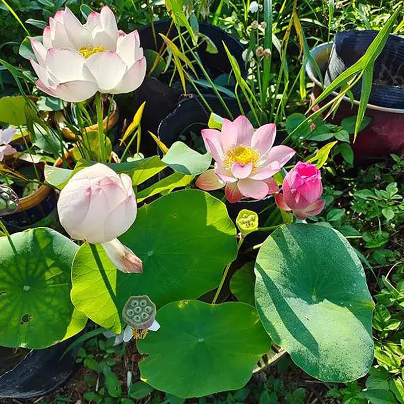 Graines De Lotus Mélangées - Environ 100 Graines, Pour Culture Hydroponique Ou En Sol, Décoration De Bassin, Balcon Ou Bureau - 4