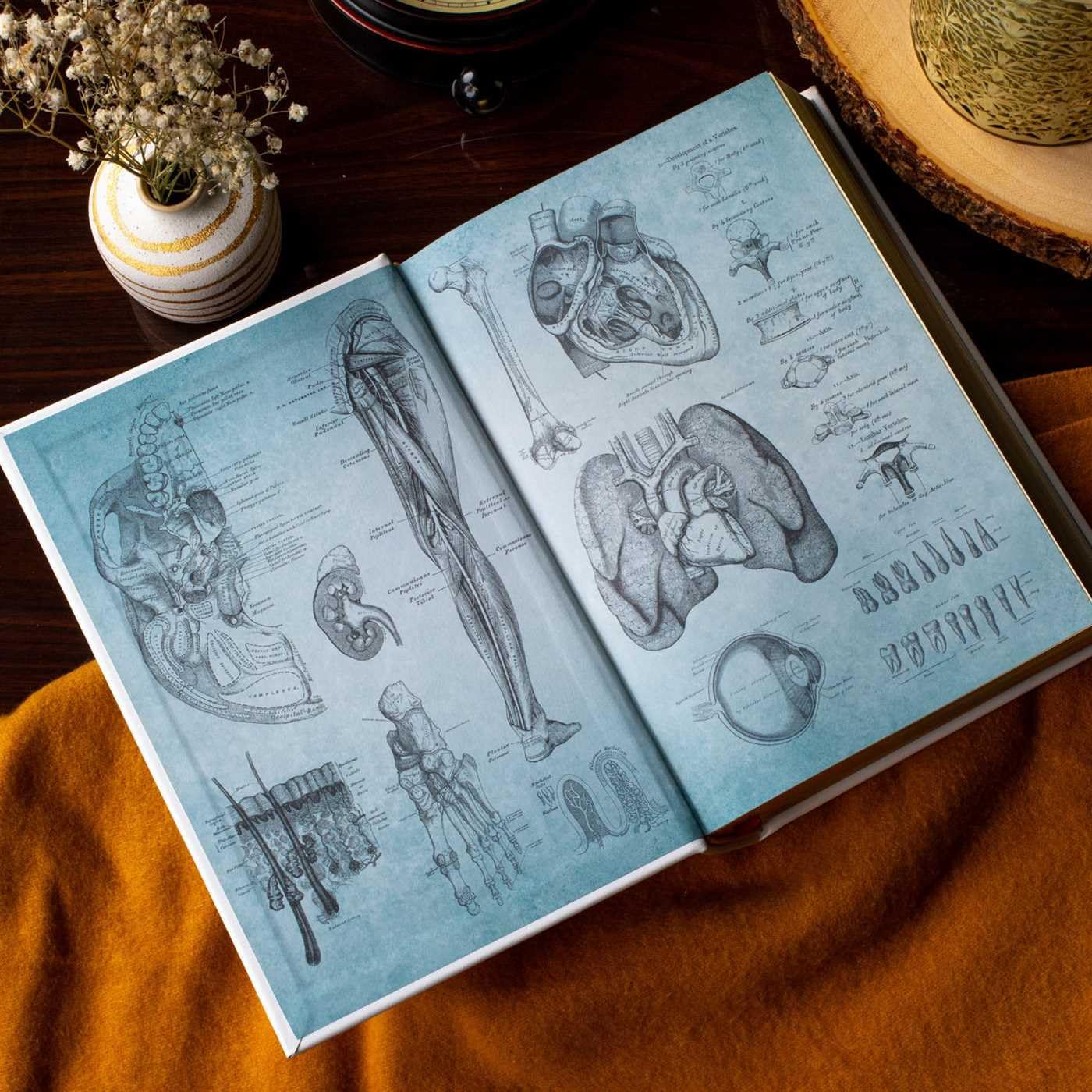 Gray's Anatomy: Anatomy Descriptive and Surgical