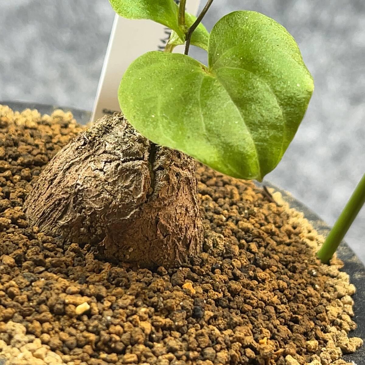 Amazon.co.jp: 鉢ごと発送アフリカ型亀甲竜 Dioscorea