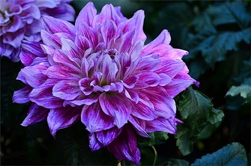 Miniatura 5 de Semillas de flores de dalia de colores de mezcla hermosas raras 100PCS