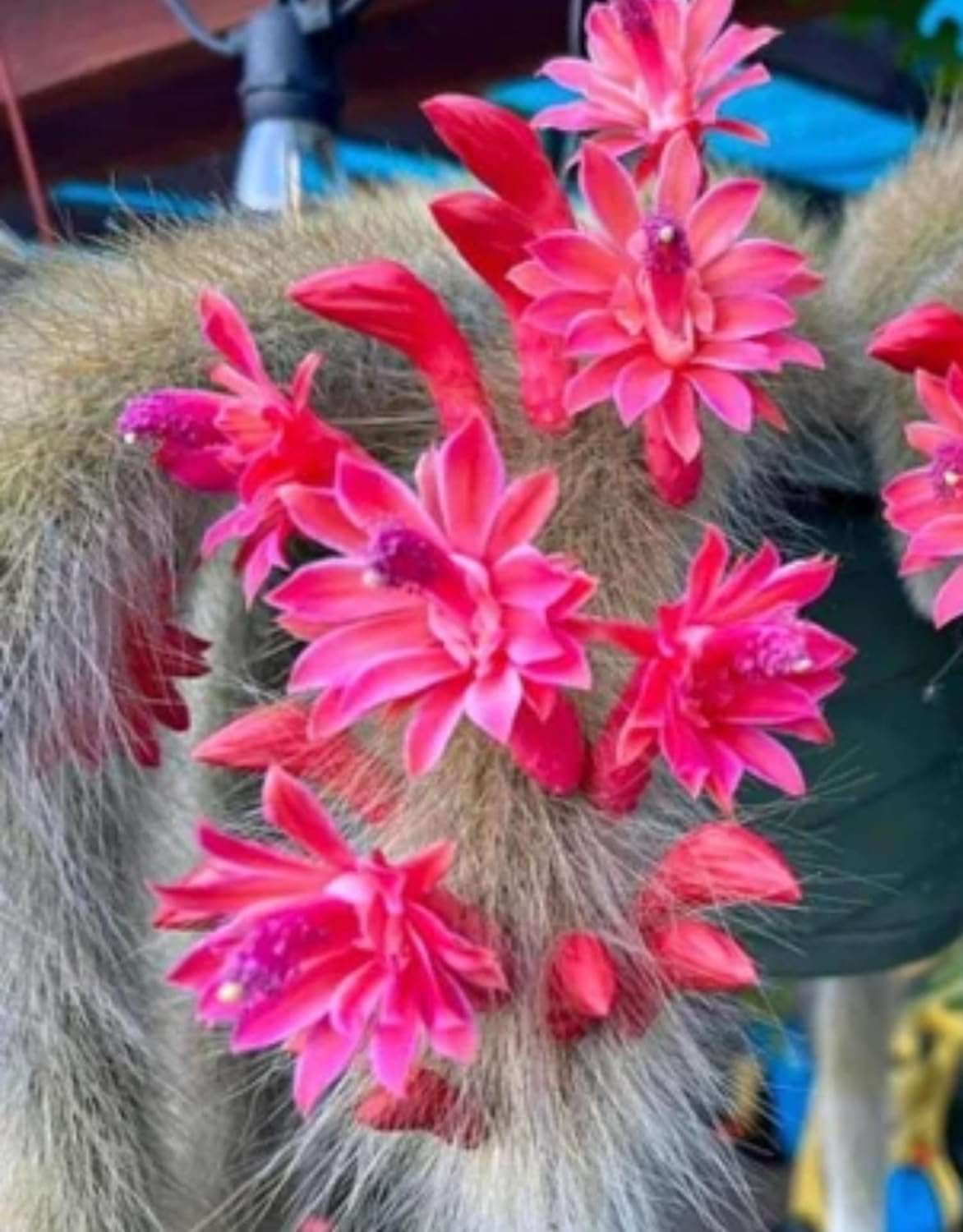 Monkey Tail Cactus Live Plant for Outdoor Planting, Monkey Tail Cactus for Ornamental Garden, Size from 6-8 Inches in Tall